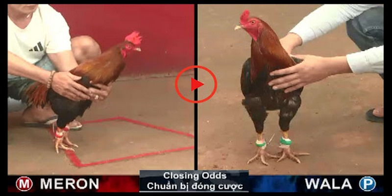 Đá Gà Trực Tiếp Thomo Hôm Nay Cập Nhật Những Trận Đấu Hay