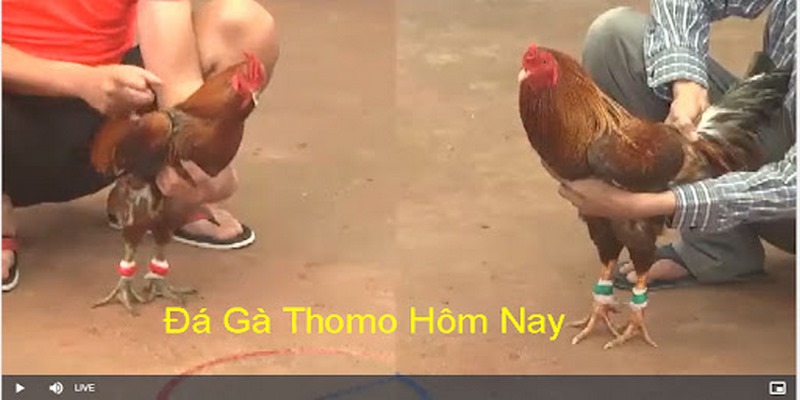 Đá Gà Trực Tiếp Thomo Hôm Nay Cập Nhật Những Trận Đấu Hay